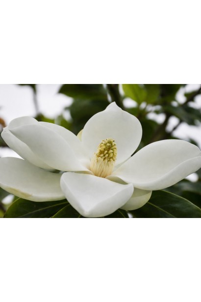 Магнолія Альта цвітіння